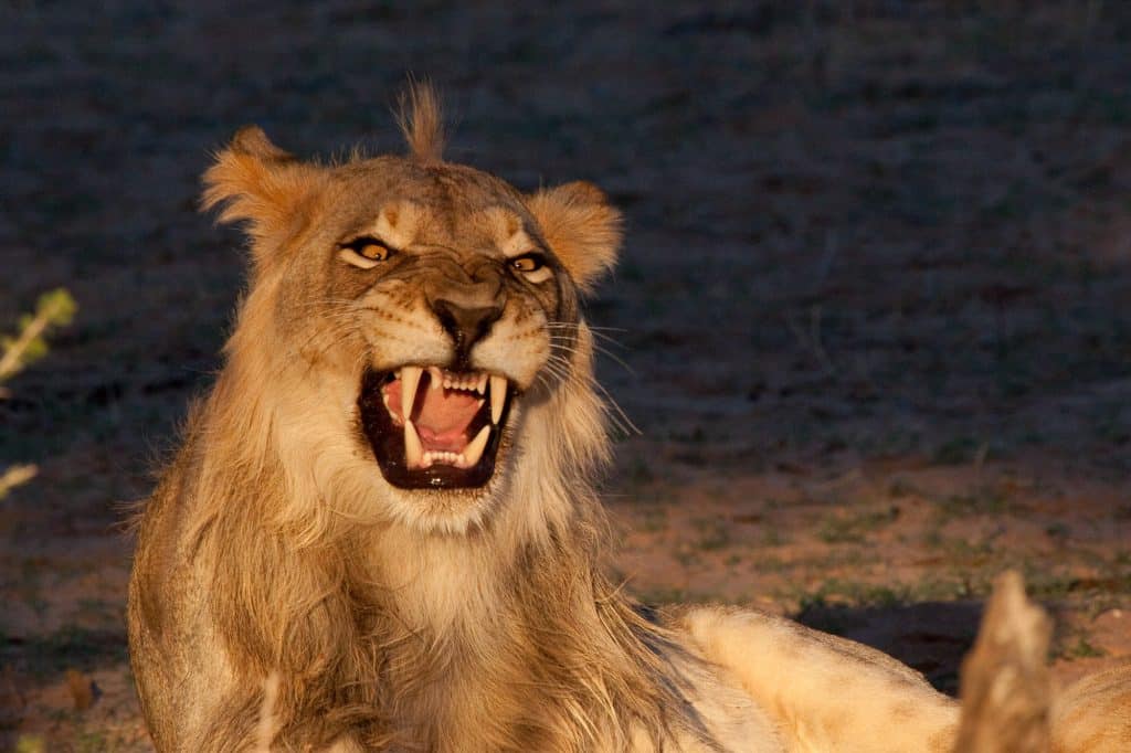 Löwe, Kalahari, KTP
