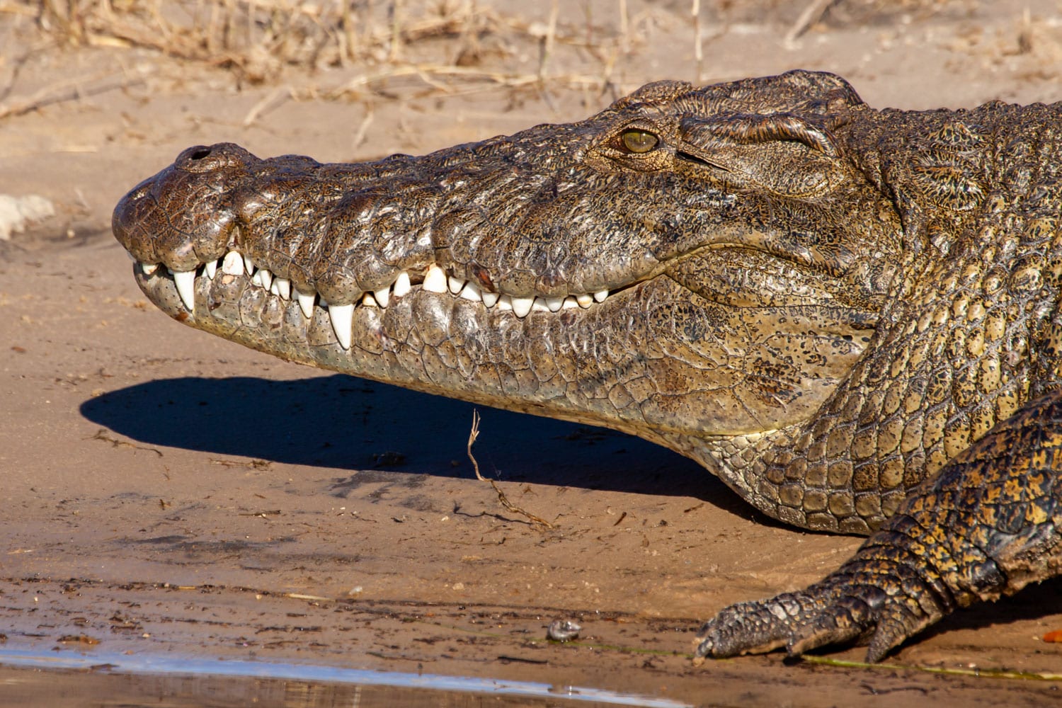 Bilder von Krokodilen zum Ausdrucken:  Eine spannende Reise in die Welt der Krokodile!