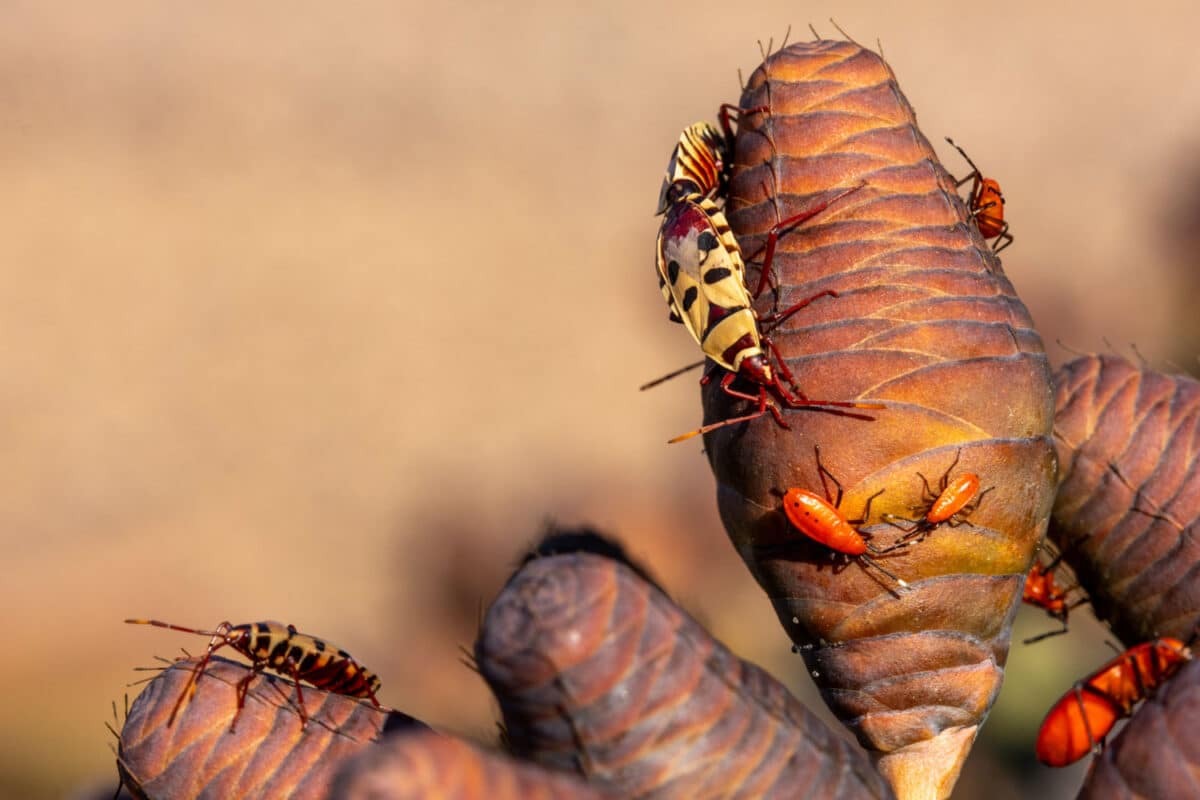 Käfer auf den Welwitschias