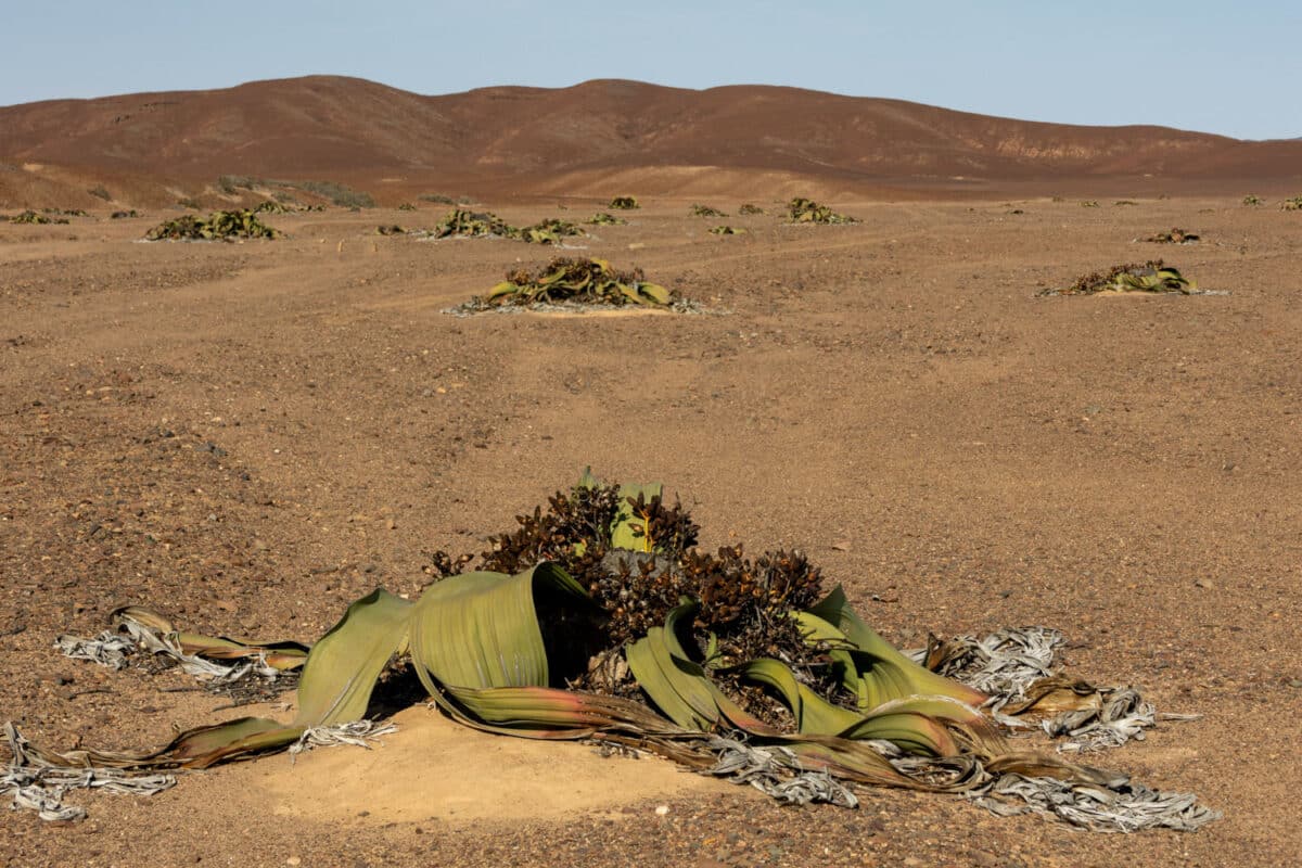 Welwitschia Mirabilis im Messum Trockenfluss